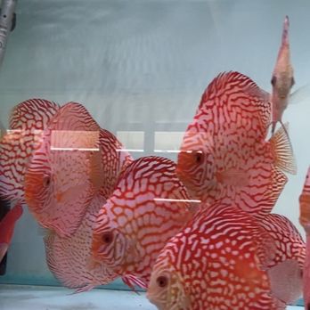 The Fin Shop - Awesome Discus - Local Fish Stores Near Me - Garden Grove, California