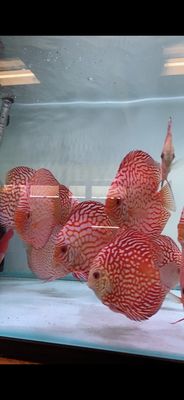 The Fin Shop by null