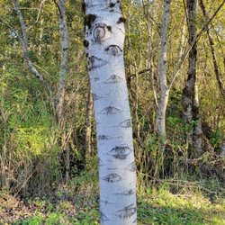 Cottage Lake Park - Trees looking back at you
