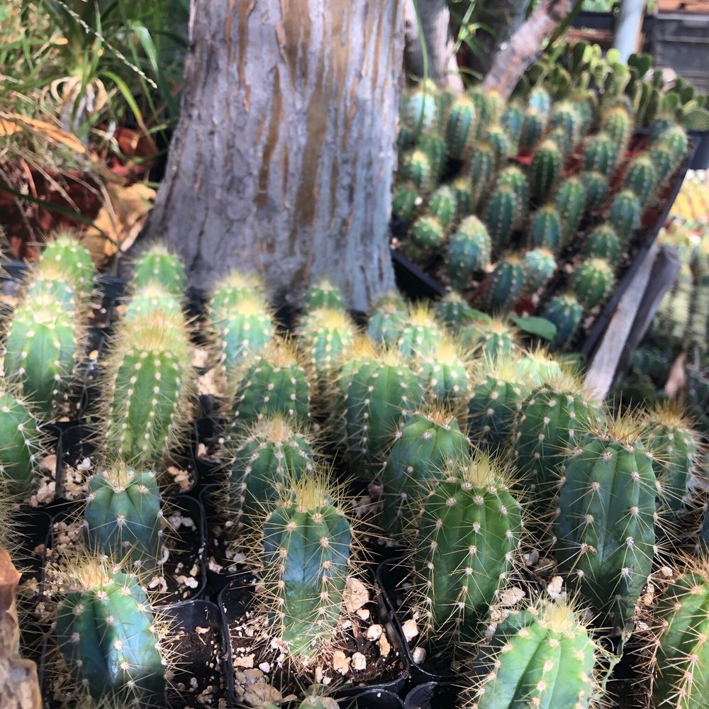 California Cactus Ranch - Nurseries & Gardening Near Me - Reseda, California California Cactus Ranch - Nurseries & Gardening Near Me - Reseda, California