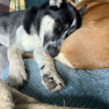 Alljoy 4 Paws - Sweet dreamin' - Community Service/Non-Profit Near Me