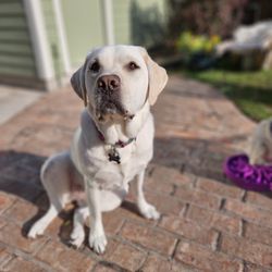 Tiff's Tails and Treats - House sitting