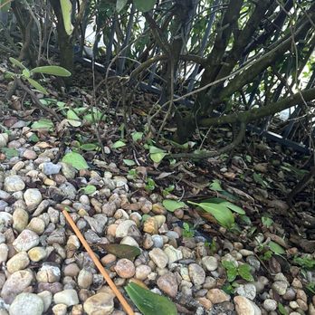 AD&B Lawncare - Trimmed clusia plant leaves (3+ weeks later from cut, still not cleaned) - Lawn Services Near Me - Greenacres, Florida AD&B Lawncare - Trimmed clusia plant leaves (3+ weeks later from cut, still not cleaned) - Lawn Services Near Me - Greenacres, Florida