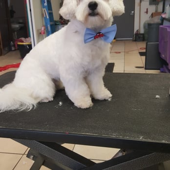 Shampoodles - Pet Groomers Near Me - Melvindale, Michigan