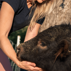 The Xploriment - Come meet Waylon the Mini Highland Bull!