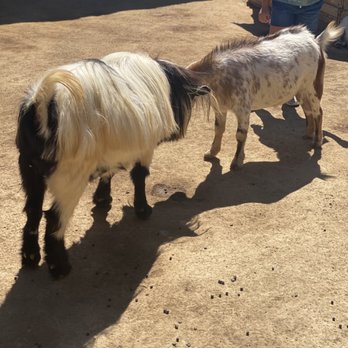 River Street Ranch - Goat - Petting Zoos Near Me - San Juan Capistrano, California River Street Ranch - Goat - Petting Zoos Near Me - San Juan Capistrano, California