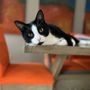 Farley Pet Care