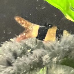 This poor clown loach ended up dying. This poor clown loach ended up dying.