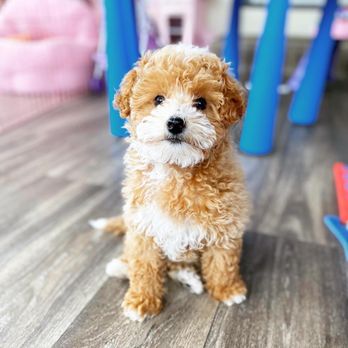 Tropico Kennels - Pet Breeders Near Me - Redondo Beach , California Tropico Kennels - Pet Breeders Near Me - Redondo Beach , California