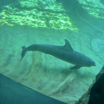 Georgia Aquarium - Aquariums Near Me - Atlanta, Georgia