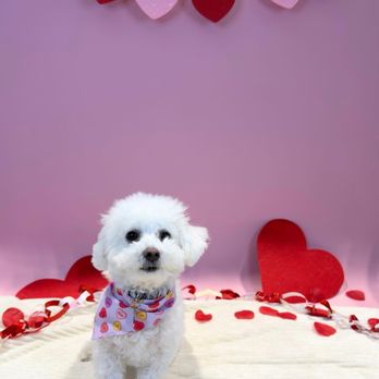 Camp Bow Wow - Valentine's Day photo shoot - Pet Sitting Near Me - Allentown, Pennsylvania Camp Bow Wow - Valentine's Day photo shoot - Pet Sitting Near Me - Allentown, Pennsylvania