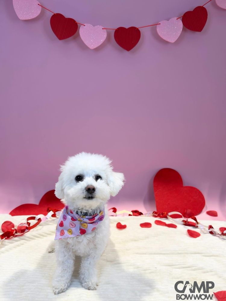 Camp Bow Wow - pet boarding facility in Allentown, PA