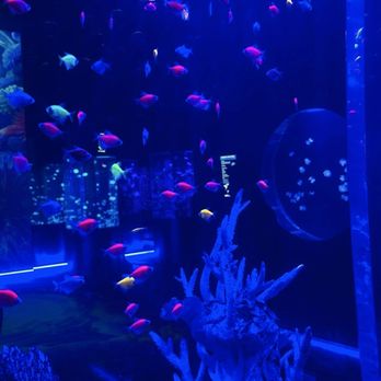 Jellyfish Museum - Museums Near Me - Pompano Beach, Florida