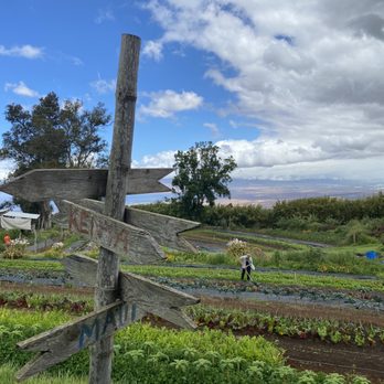 O'o Farms - O'o Farm - Food Tours Near Me - Kula, Hawaii