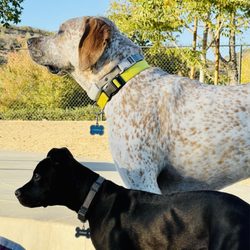 Wildcatters Dog Park