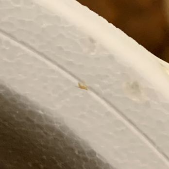 Wingstop - little bugs in the drink too???? - Chicken Wings Near Me - Gretna, Louisiana Wingstop - little bugs in the drink too???? - Chicken Wings Near Me - Gretna, Louisiana