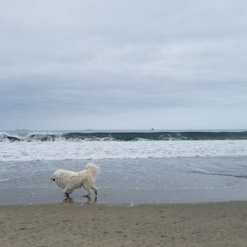 Coronado Dog Beach - The Brown Hound and The Snowbeast having THE BEST DAY EVER! - Beaches Near Me - Coronado, California Coronado Dog Beach - The Brown Hound and The Snowbeast having THE BEST DAY EVER! - Beaches Near Me - Coronado, California
