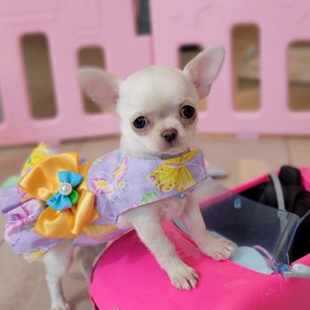 Teacup chihuahua outlet puppy