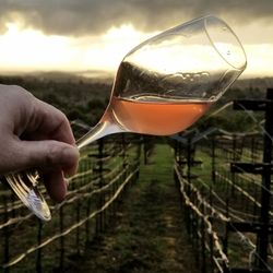 D'Artagnan Vineyards - Rose of Malbec