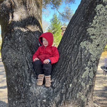 SUTRO - My son enjoying one of the many beautiful trees on the Ranch before our tasting. - Wine Tasting Room Near Me - Healdsburg, California