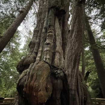 Rockaway Big Tree Trailhead - Hiking Near Me - Rockaway Beach, Oregon