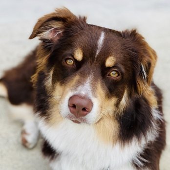 Specialty Dog Training - Pet Training Near Me - Oceanside, California