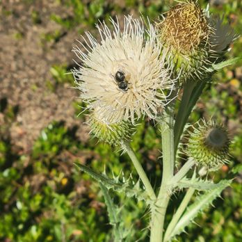 Pikes Peak - America's Mountain - Pretty flower with a bee - Hiking Near Me - Cascade, Colorado Pikes Peak - America's Mountain - Pretty flower with a bee - Hiking Near Me - Cascade, Colorado