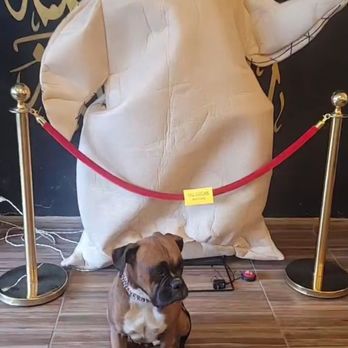 Perro Andaluz Pet Hospital - Amazing Vet & the coffee shop attached is the best.. - Emergency Pet Hospital Near Me - Tijuana, BCN Perro Andaluz Pet Hospital - Amazing Vet & the coffee shop attached is the best.. - Emergency Pet Hospital Near Me - Tijuana, BCN