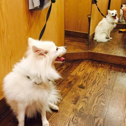 Dog friendly store! Dog friendly store!