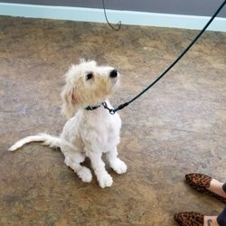 Fur B Fly'n Pet Grooming - Opal's after pic.