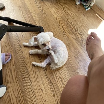 TLC Mobile Grooming - Bad cut - Pet Groomers Near Me TLC Mobile Grooming - Bad cut - Pet Groomers Near Me