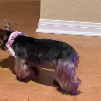 Couture Pet Grooming - My beautiful yorkie with her new haircut - Pet Groomers Near Me - Lake Elsinore, California Couture Pet Grooming - My beautiful yorkie with her new haircut - Pet Groomers Near Me - Lake Elsinore, California