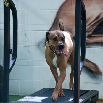 Calm and Balanced Canine - Pet Training Near Me - Toronto, Ontario Calm and Balanced Canine - Pet Training Near Me - Toronto, Ontario