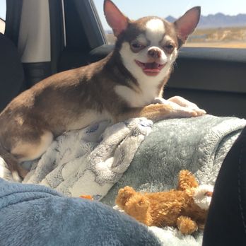 Kactus Kathys Chihuahuas - This is our pup the very first hour after leaving kathy . So well adjusted. - Pet Services Near Me - Congress, Arizona Kactus Kathys Chihuahuas - This is our pup the very first hour after leaving kathy . So well adjusted. - Pet Services Near Me - Congress, Arizona