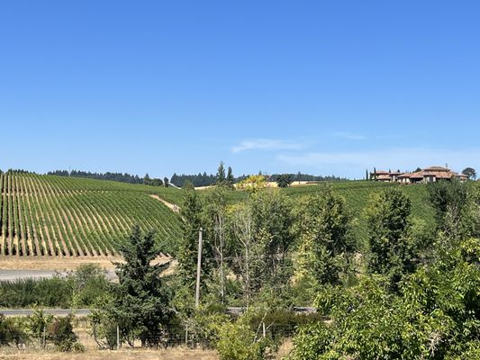 Dominio IV Wines by null