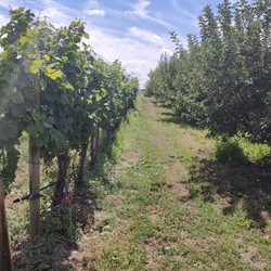 The View Winery & Vineyard