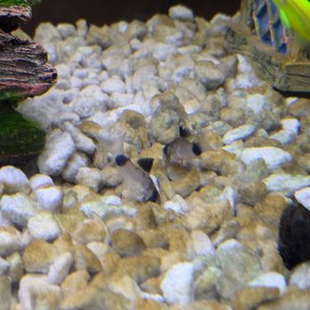 Rockland Aquarium - Panda Cory catfish - Local Fish Stores Near Me - Bardonia, New York Rockland Aquarium - Panda Cory catfish - Local Fish Stores Near Me - Bardonia, New York