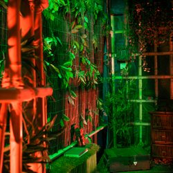 Key&Free - Escape Room:  Das Geheimnis des Dschungels