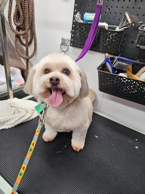 Small Dog Grooming - I work with all sized dogs from small to large! Call me for your appointment! Small Dog Grooming - I work with all sized dogs from small to large! Call me for your appointment!