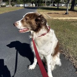 Mill Creek Regional Park - Sweet boy