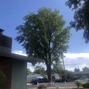 Simply Trees - A couple before and after photos of two of the trees they trimmed for us. - Tree Services Near Me - Manteca, California Simply Trees - A couple before and after photos of two of the trees they trimmed for us. - Tree Services Near Me - Manteca, California