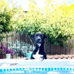 Central Pet Tucson