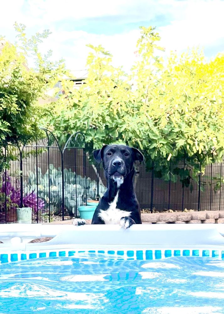 Central Pet Tucson - pet boarding facility in Tucson, AZ