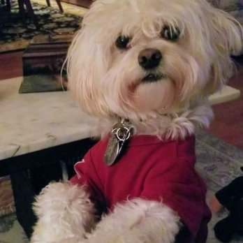 Pine Village Veterinarian - Veterinarians Near Me - Wexford, Pennsylvania Pine Village Veterinarian - Veterinarians Near Me - Wexford, Pennsylvania