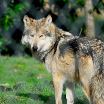 Wolf Haven International - Educational Services Near Me - Tenino, Washington Wolf Haven International - Educational Services Near Me - Tenino, Washington