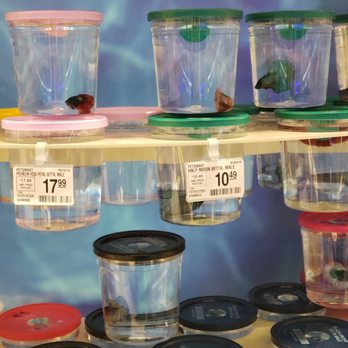 PetSmart - More beautiful Bettas! - Pet Stores Near Me - Joliet, Illinois