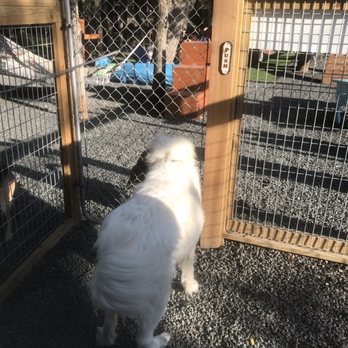 Hops & Hounds - My dog Ruffis excited to get in the park!! - Dog Parks Near Me - San Antonio, Texas Hops & Hounds - My dog Ruffis excited to get in the park!! - Dog Parks Near Me - San Antonio, Texas