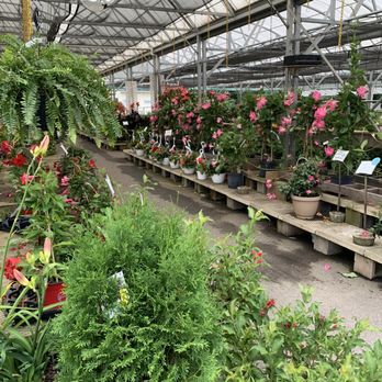 Paul’s & Sandy’s Too - a variety of plants in a greenhouse - Hardware Stores Near Me - East Hampton, Connecticut