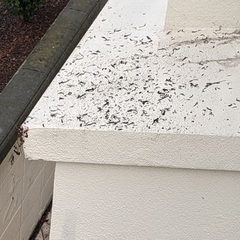 Valley Window & Gutter Cleaning - Garbage from gutters - Window Washing Near Me - Livermore, California