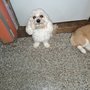 Photo of Playful Paws Inc